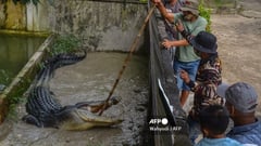 Crocodile mauls woman to death 